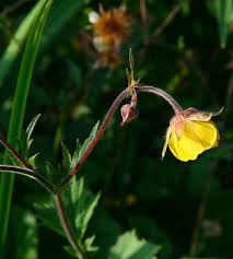 Attēlu rezultāti vaicājumam “Geum x intermedium flower”