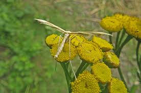 Attēlu rezultāti vaicājumam “Gillmeria pallidactyla”