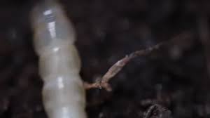 Attēlu rezultāti vaicājumam “Therevidae larva”