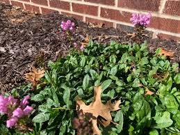 Attēlu rezultāti vaicājumam “Prunella vulgaris”