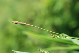 Attēlu rezultāti vaicājumam “Carex chordorhiza”