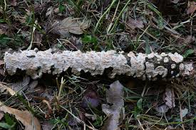 Attēlu rezultāti vaicājumam “Irpex lacteus”