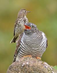 Attēlu rezultāti vaicājumam “Turdus pilaris juvenile”