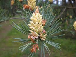 Attēlu rezultāti vaicājumam “Pinus sylvestris male flower”