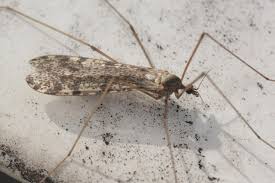 Attēlu rezultāti vaicājumam “Limoniidae”