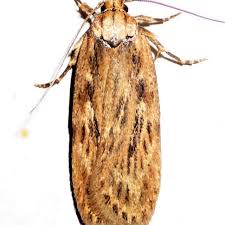 Attēlu rezultāti vaicājumam “Depressaria olerella imago”