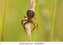 Attēlu rezultāti vaicājumam “Xysticus bifasciatus”