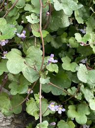 Attēlu rezultāti vaicājumam “Cymbalaria muralis”