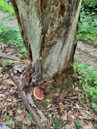 Attēlu rezultāti vaicājumam “Diderma rufostriatum sessile”