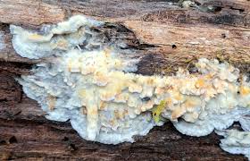 Attēlu rezultāti vaicājumam “Skeletocutis odora”