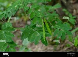 Attēlu rezultāti vaicājumam “Lathyrus niger”