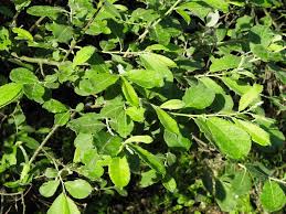 Attēlu rezultāti vaicājumam “Salix aurita leaf”