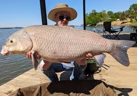 Image result for Ictiobus niger