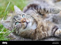 Attēlu rezultāti vaicājumam “Felis silvestris catus juvenile”