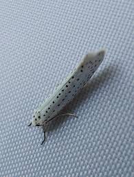 Attēlu rezultāti vaicājumam “Yponomeuta evonymella”