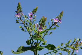 Attēlu rezultāti vaicājumam “Veronica anagallis-aquatica”