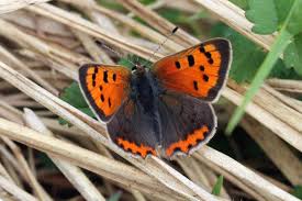 Attēlu rezultāti vaicājumam “Lycaena phlaeas underside”