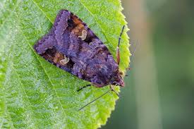 Attēlu rezultāti vaicājumam “Diarsia brunnea”