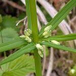 Attēlu rezultāti vaicājumam “Polygonatum verticillatum fruit”