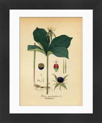 Attēlu rezultāti vaicājumam “Paris quadrifolia”