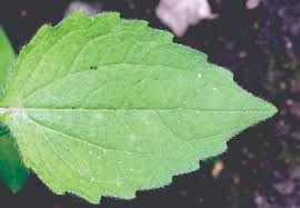 Attēlu rezultāti vaicājumam “Galinsoga quadriradiata leaf”