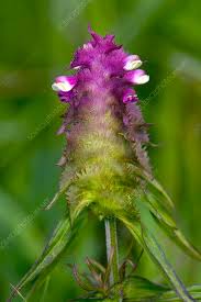 Attēlu rezultāti vaicājumam “Melampyrum cristatum”