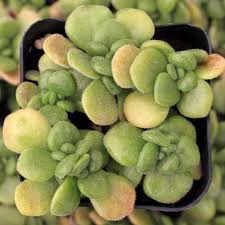 Image result for Aichryson