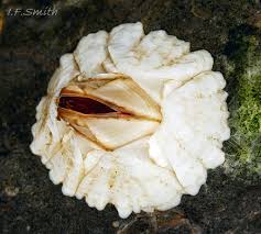 Attēlu rezultāti vaicājumam “Balanus improvisus”