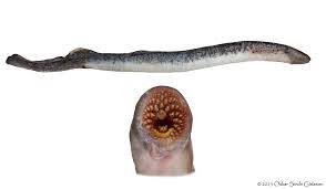 Image result for Petromyzon marinus