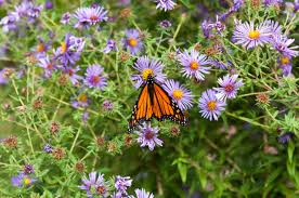 Image result for Aster novi-belgii
