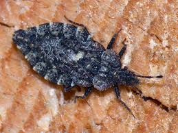 Attēlu rezultāti vaicājumam “Aradus betulae”