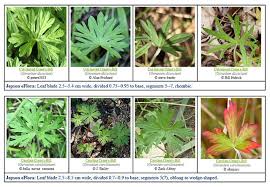 Attēlu rezultāti vaicājumam “Geranium bohemicum leaf”