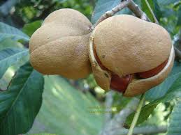 Attēlu rezultāti vaicājumam “Aesculus flava fruit”