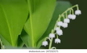 Attēlu rezultāti vaicājumam “Convallaria majalis bud”