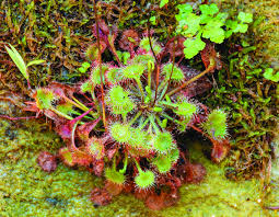 Attēlu rezultāti vaicājumam “Drosera rotundifolia leaf”