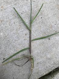 Attēlu rezultāti vaicājumam “Poa compressa leaf”