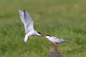 Attēlu rezultāti vaicājumam “Sterna hirundo adult”