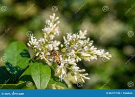 Attēlu rezultāti vaicājumam “Sorbaria sorbifolia bud”