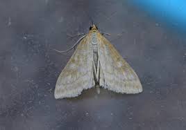 Attēlu rezultāti vaicājumam “Sitochroa verticalis”