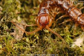 Attēlu rezultāti vaicājumam “Lithobius forficatus”