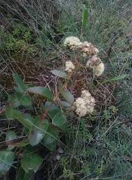 Attēlu rezultāti vaicājumam “Hylotelephium maximum flower”