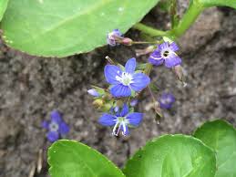 Attēlu rezultāti vaicājumam “Veronica beccabunga”