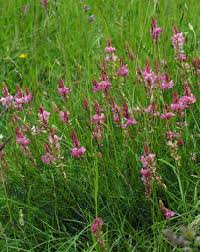 Image result for Onobrychis viciifolia