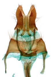 Attēlu rezultāti vaicājumam “Euphydrias aurinia upperside”