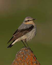 Attēlu rezultāti vaicājumam “Oenanthe oenanthe”