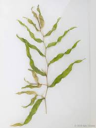 Attēlu rezultāti vaicājumam “Potamogeton praelongus”