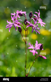 Attēlu rezultāti vaicājumam “Lychnis flos-cuculi flower”