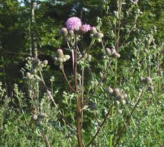 Attēlu rezultāti vaicājumam “Cirsium x rigens”