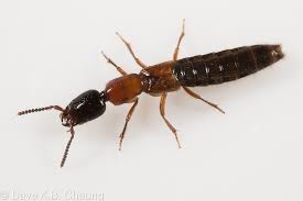 Attēlu rezultāti vaicājumam “Staphylinidae”