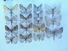 Attēlu rezultāti vaicājumam “Geometridae”